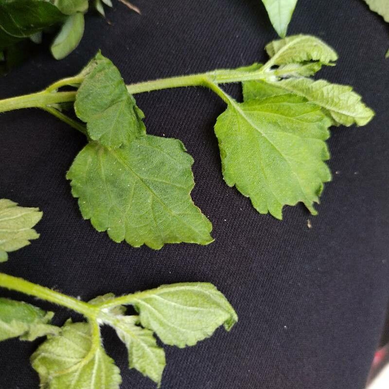 Fleischmannia microstemon — related species from the same genus