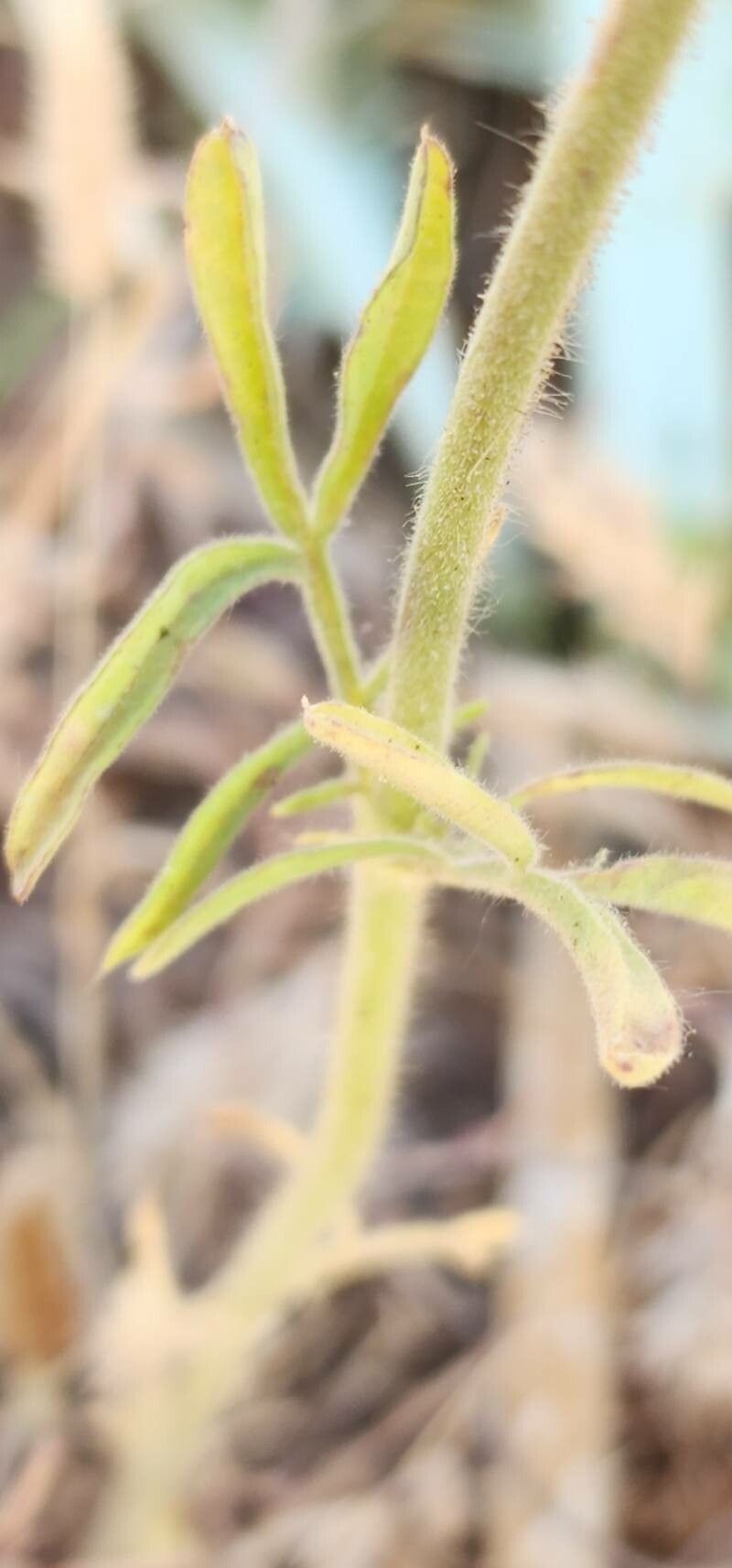 Pterocephalus plumosus — houseplant care guide