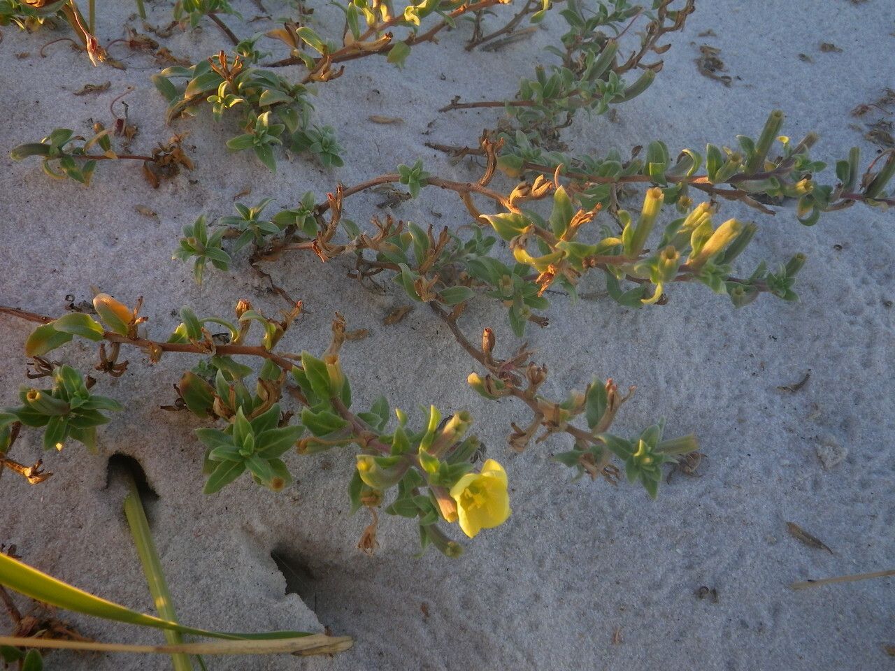 Oenothera humifusa habit