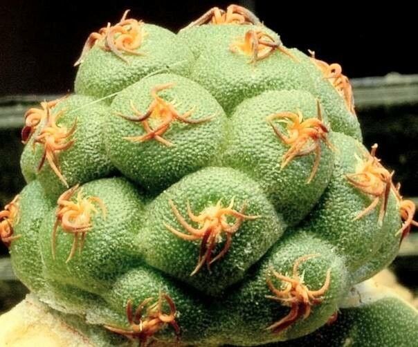 Tephrocactus bonnieae — related species from the same genus