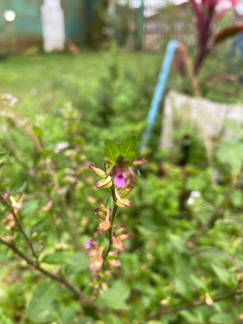 Cuphea carthagenensis flower