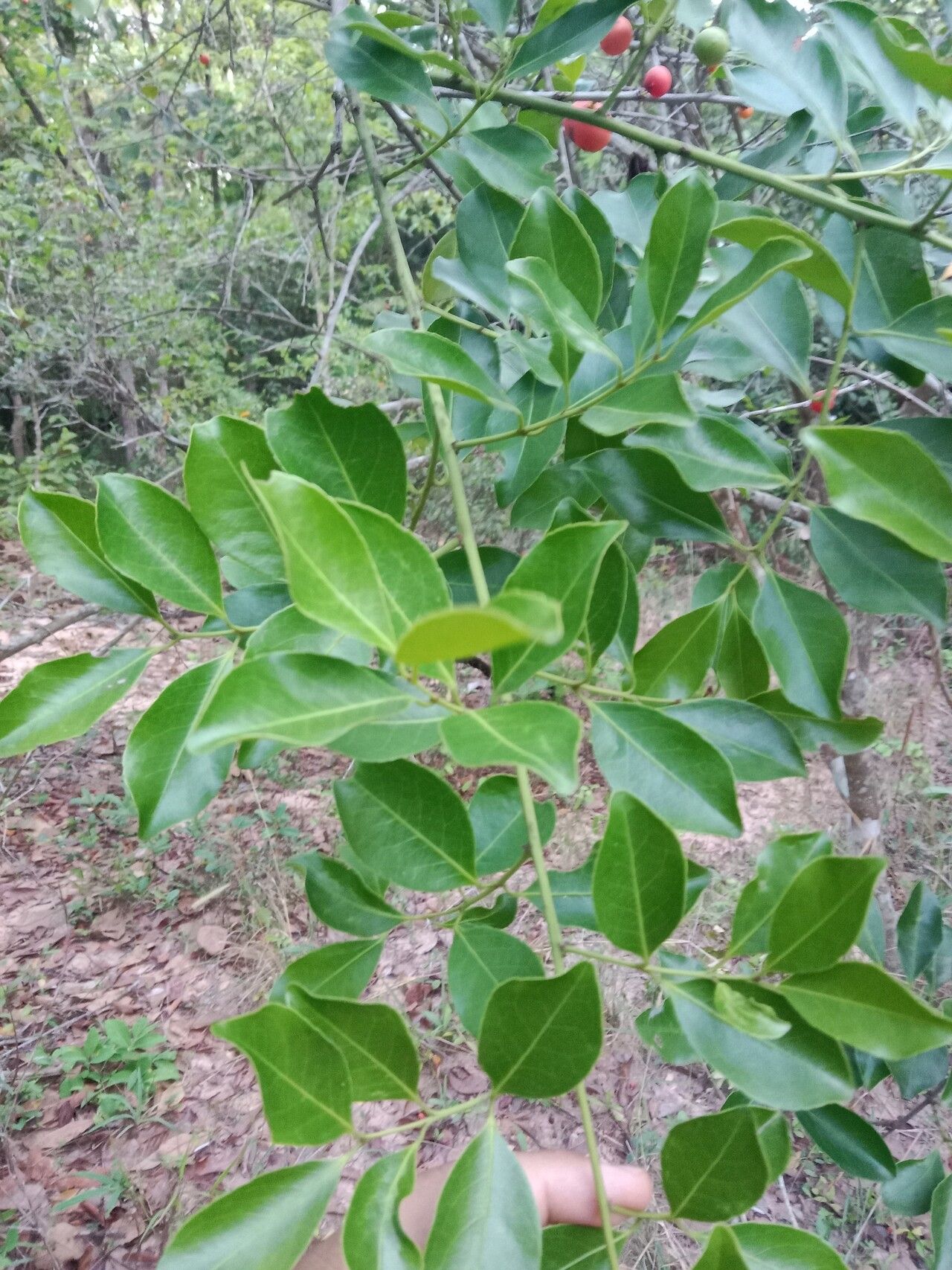 Salacia chinensis leaf