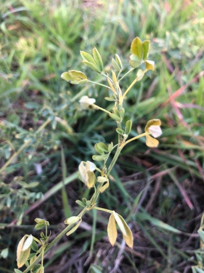 Medicago falcata