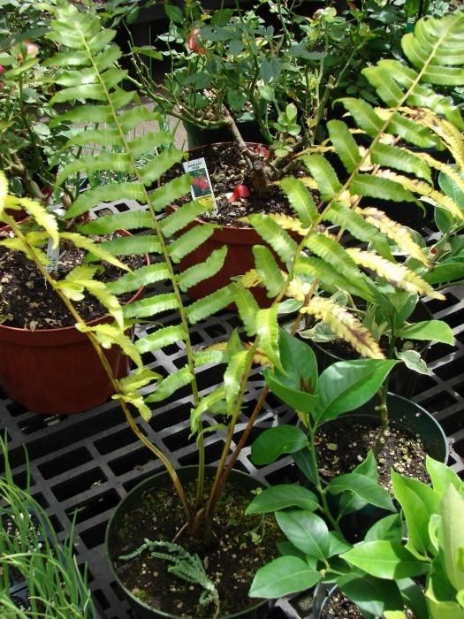 Diplazium esculentum habit