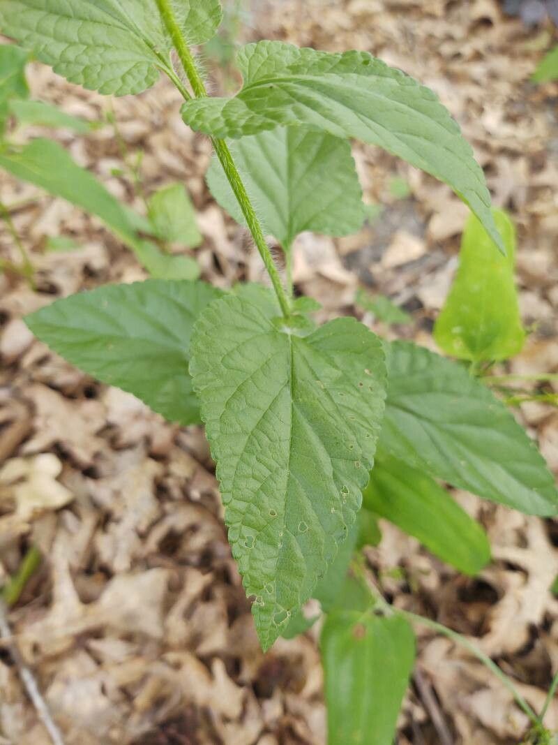 Salvia roemeriana leaf