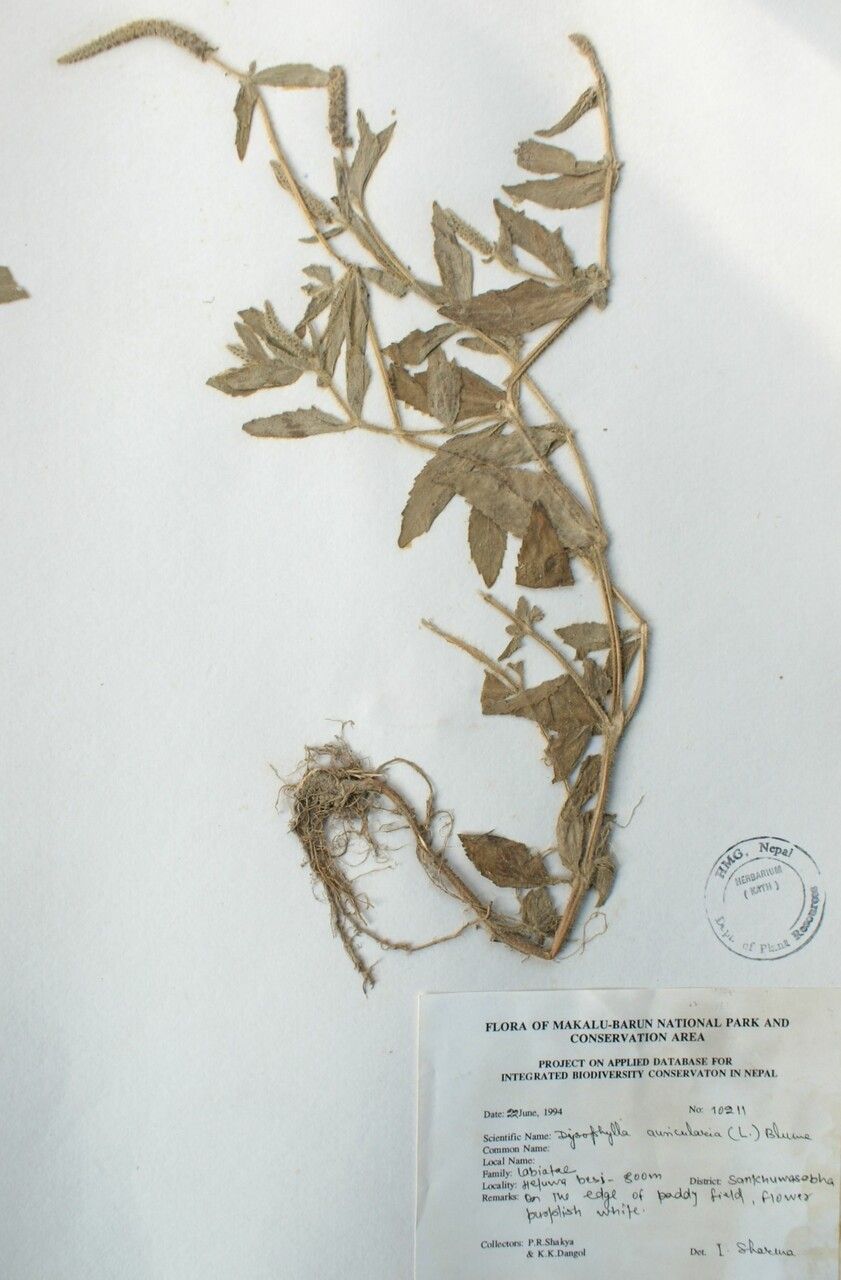 Pogostemon auricularius other