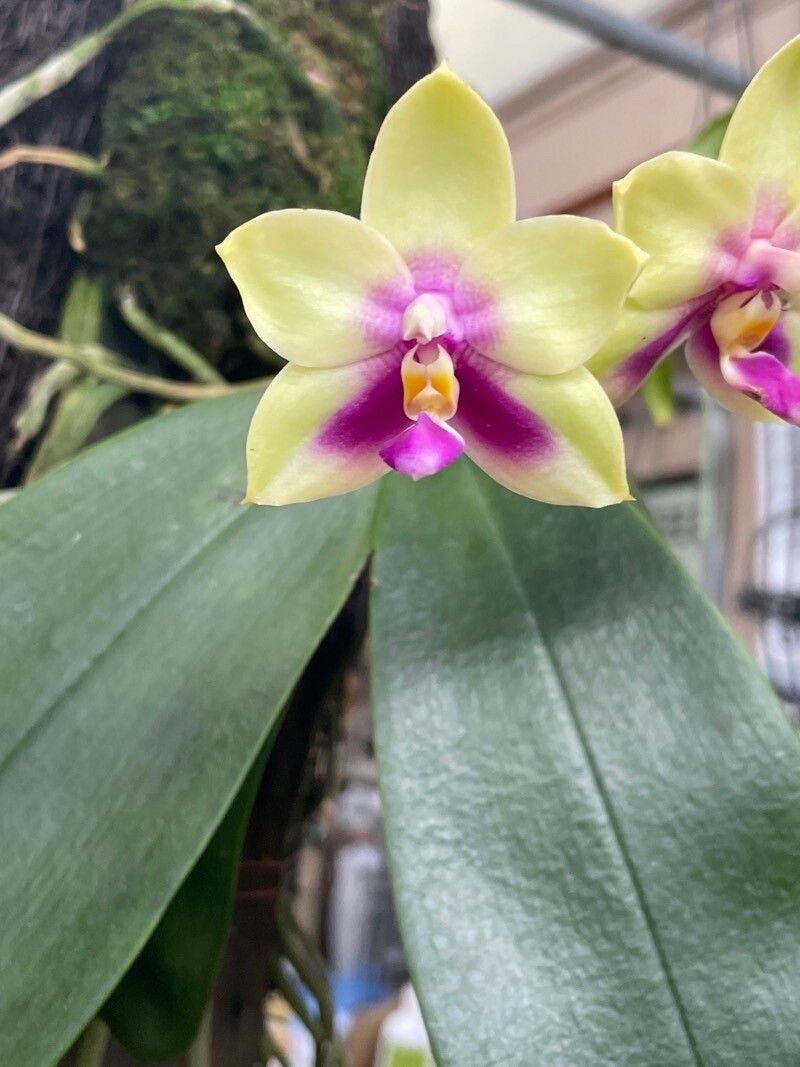 Phalaenopsis violacea flower