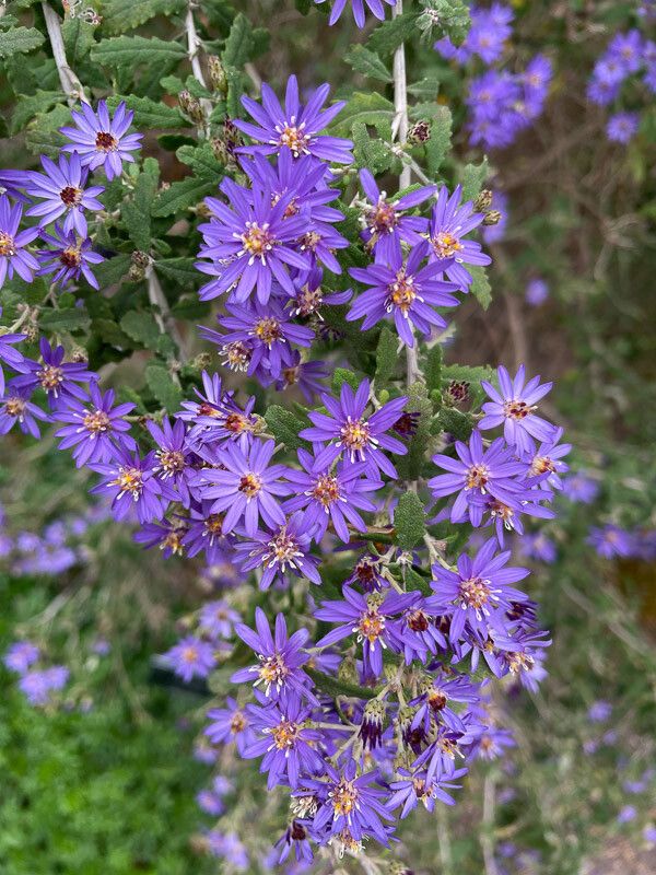 Olearia phlogopappa flower