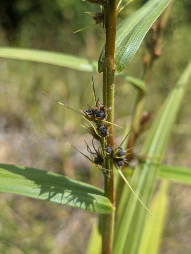 Scleria bracteata fruit