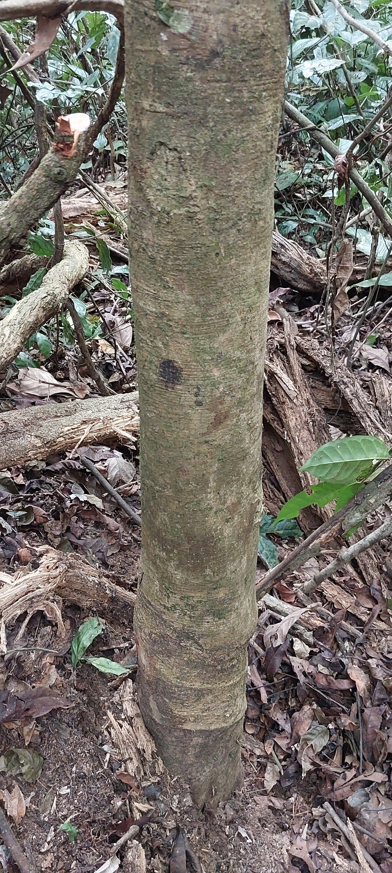 Homalium letestui bark