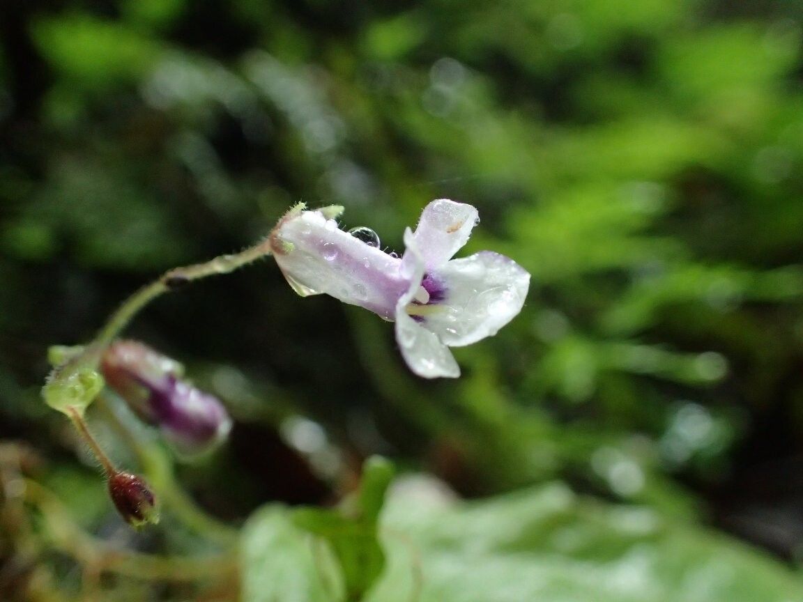 Streptocarpus diandra — search result for 'Streptocarpus'