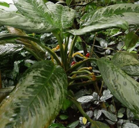 Aglaonema robeleynii leaf