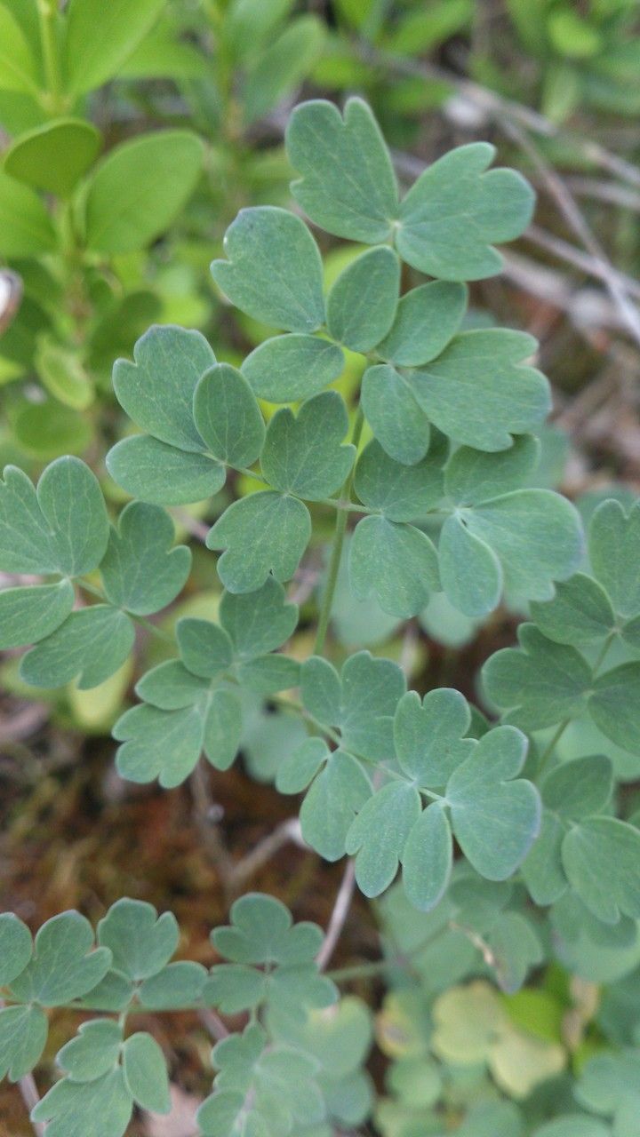 Thalictrum tuberosum — houseplant care guide