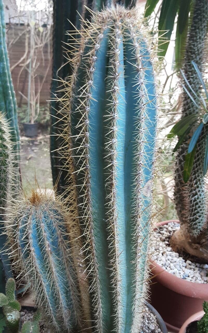 Pilosocereus machrisii — search result for 'Pilosocereus'