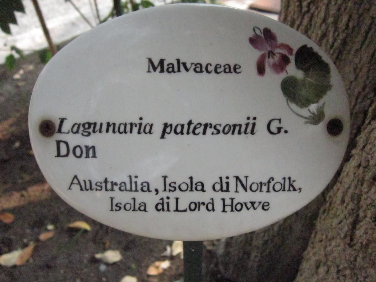 Lagunaria patersonii leaf