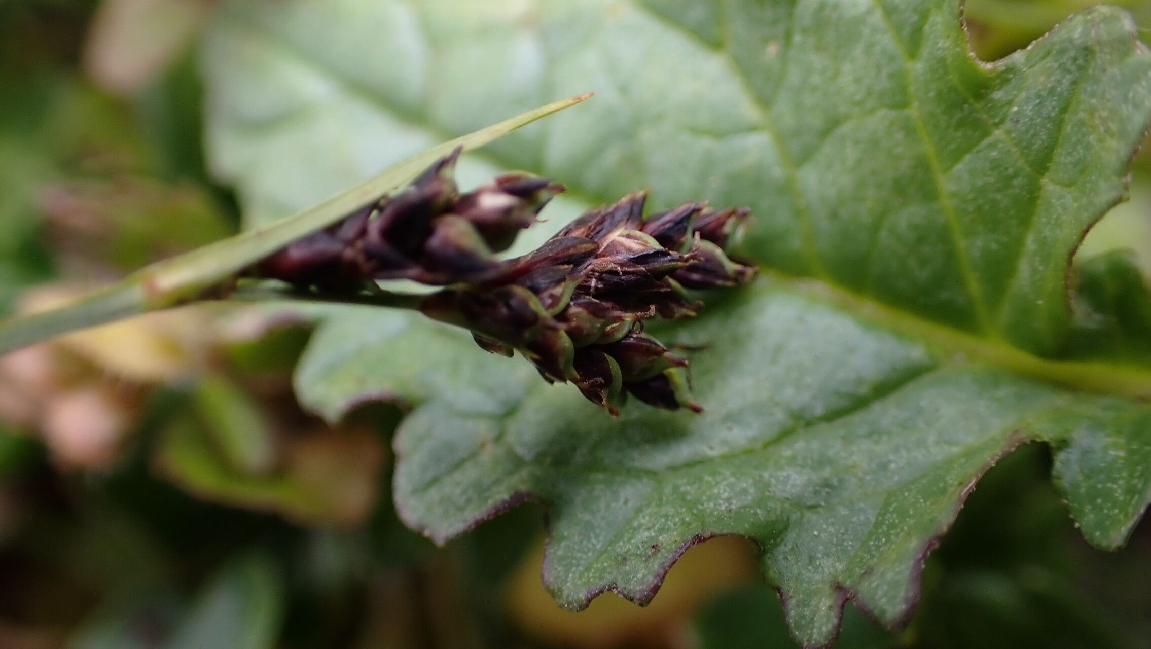 Carex gracilenta fruit