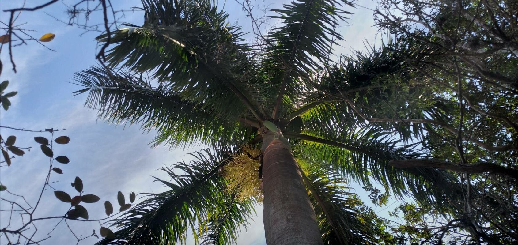 Roystonea borinquena