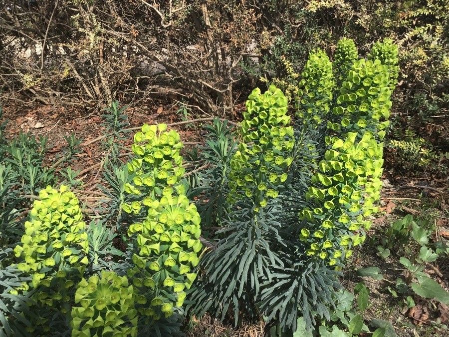 Euphorbia epithymoides flower