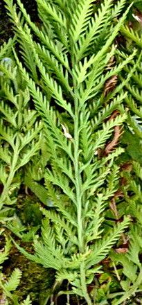 Asplenium flaccidum — search result for 'Aspleniaceae'