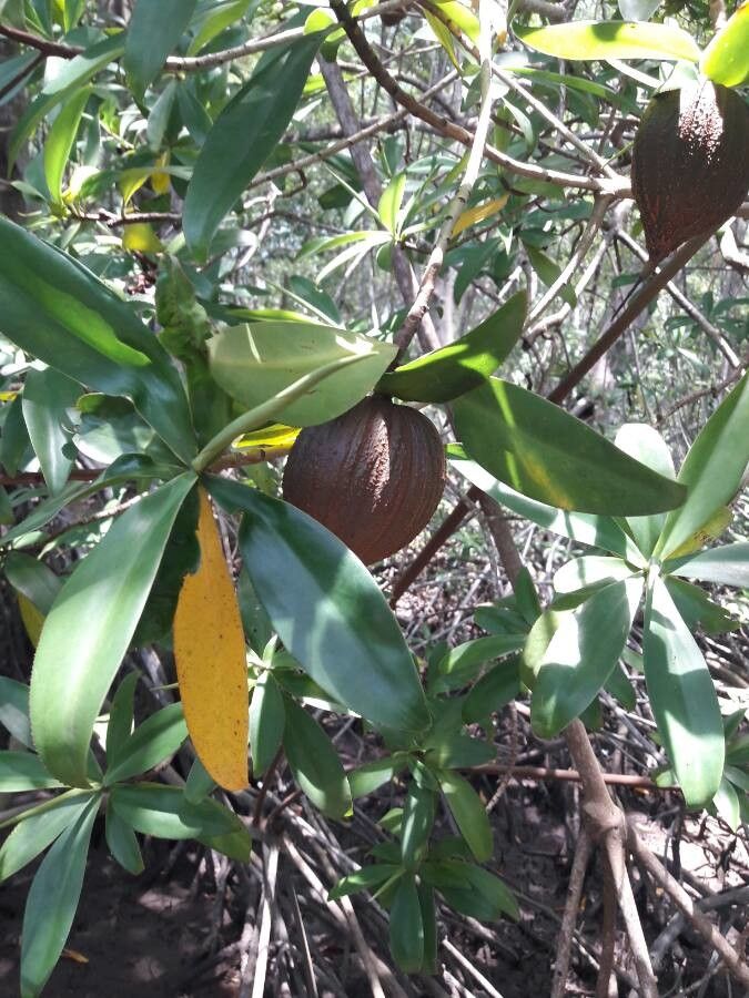 Pelliciera rhizophorae fruit