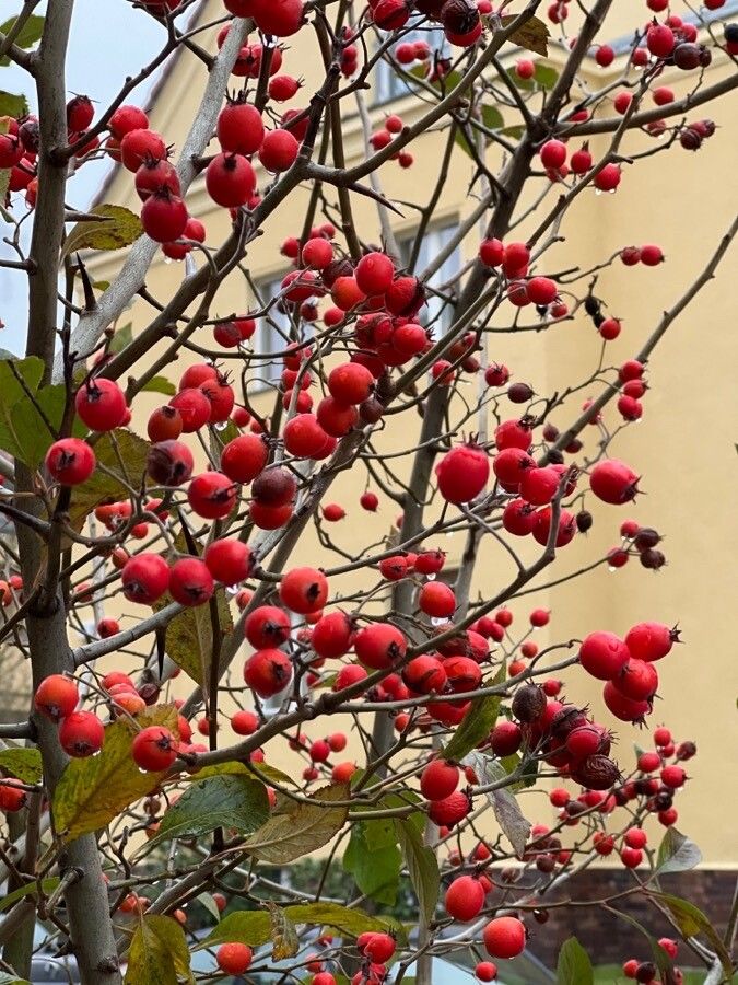 Crataegus laciniata fruit