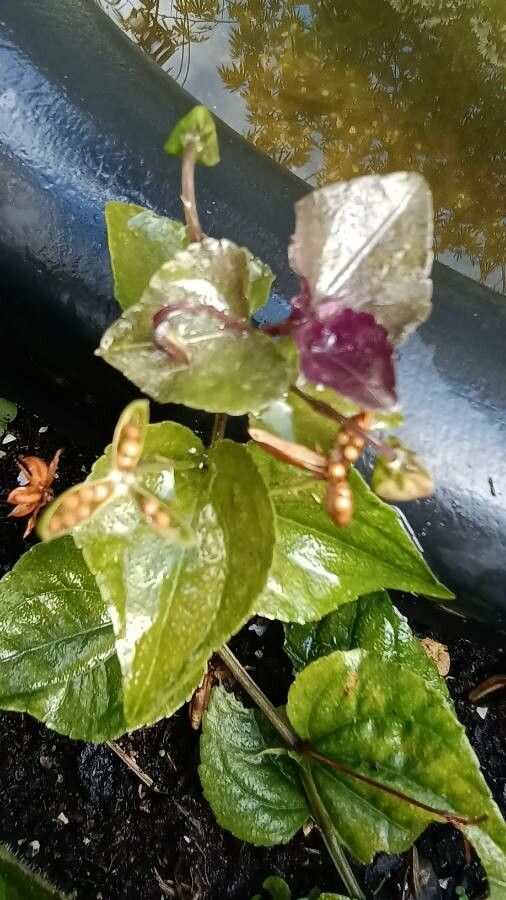 Viola labradorica fruit