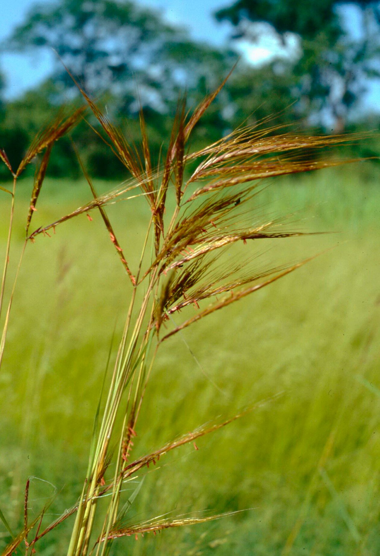 Hyparrhenia rufa flower