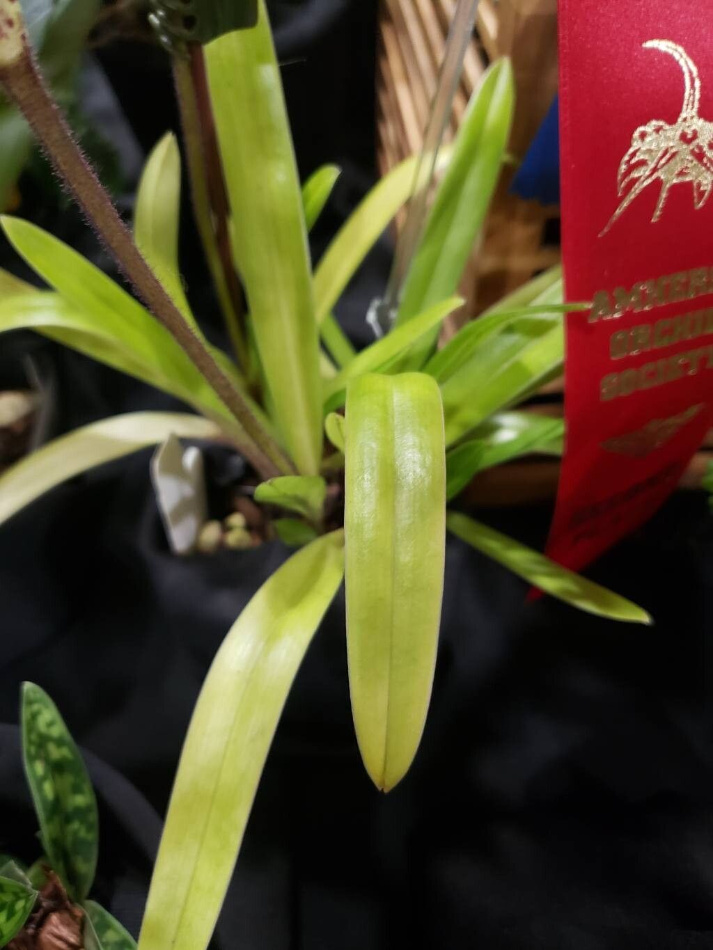 Paphiopedilum gratrixianum — search result for 'Paphiopedilum'