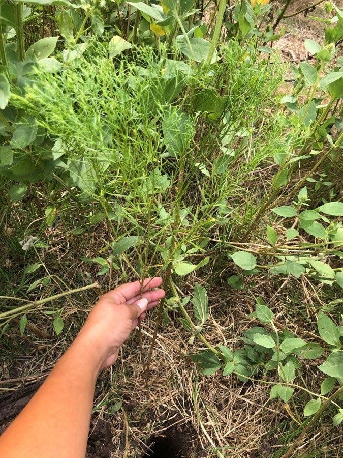 Amphiachyris dracunculoides other