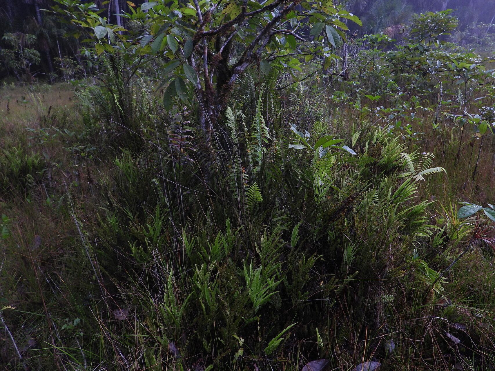 Lindsaea portoricensis habit