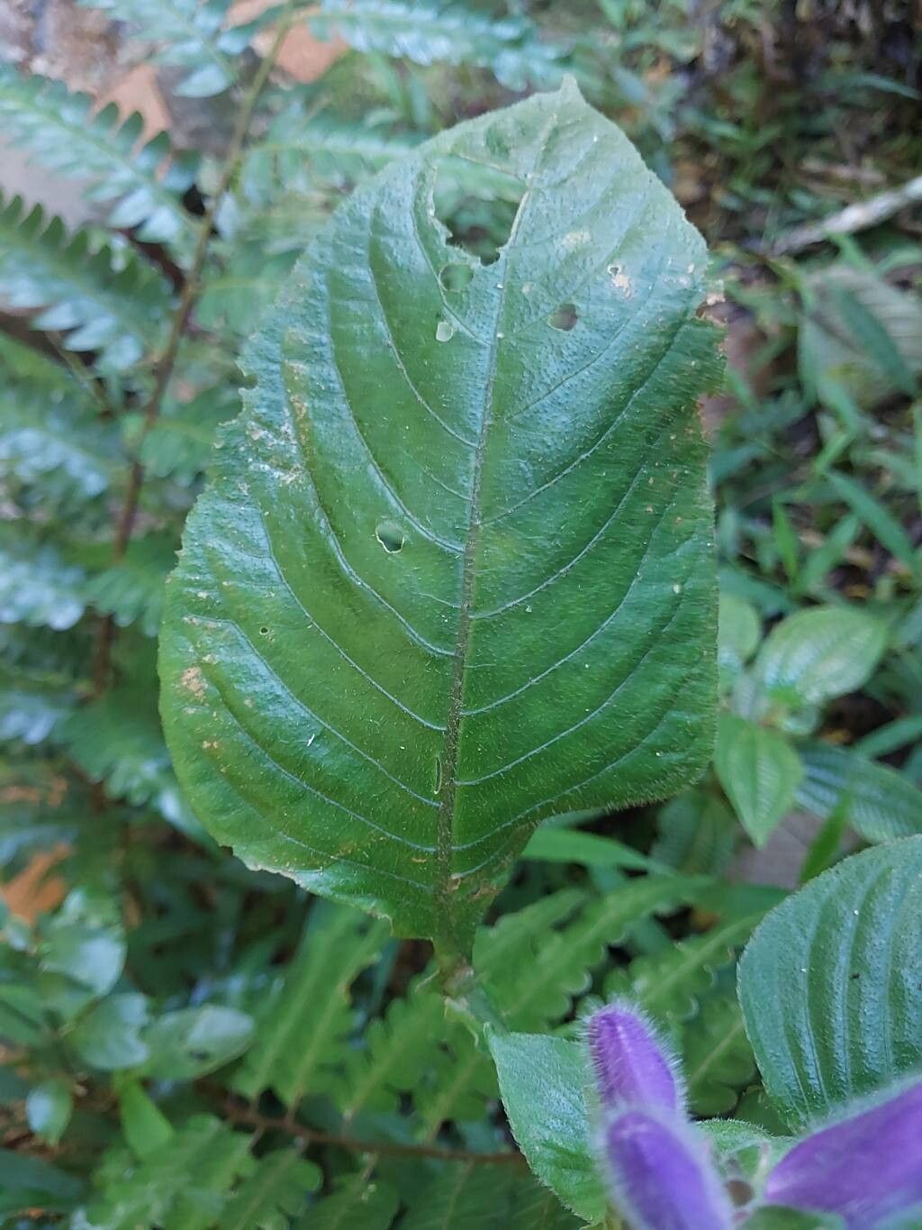 Brillantaisia madagascariensis — related species from the same genus