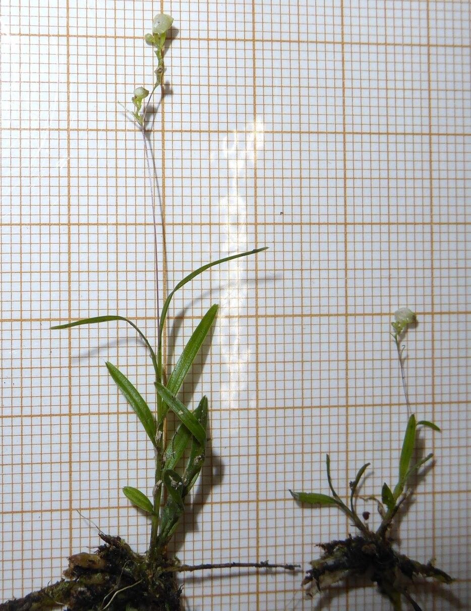 Polystachya batkoi — houseplant care guide