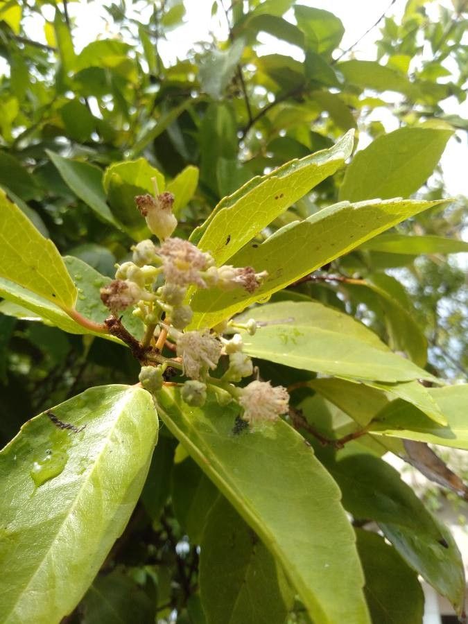 Syzygium curranii — houseplant care guide