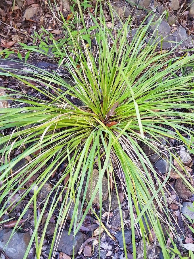 Dasylirion texanum leaf