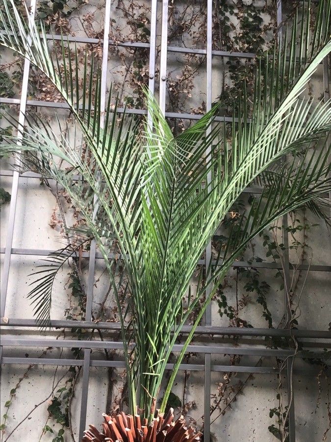 Macrozamia moorei — search result for 'Zamiaceae'