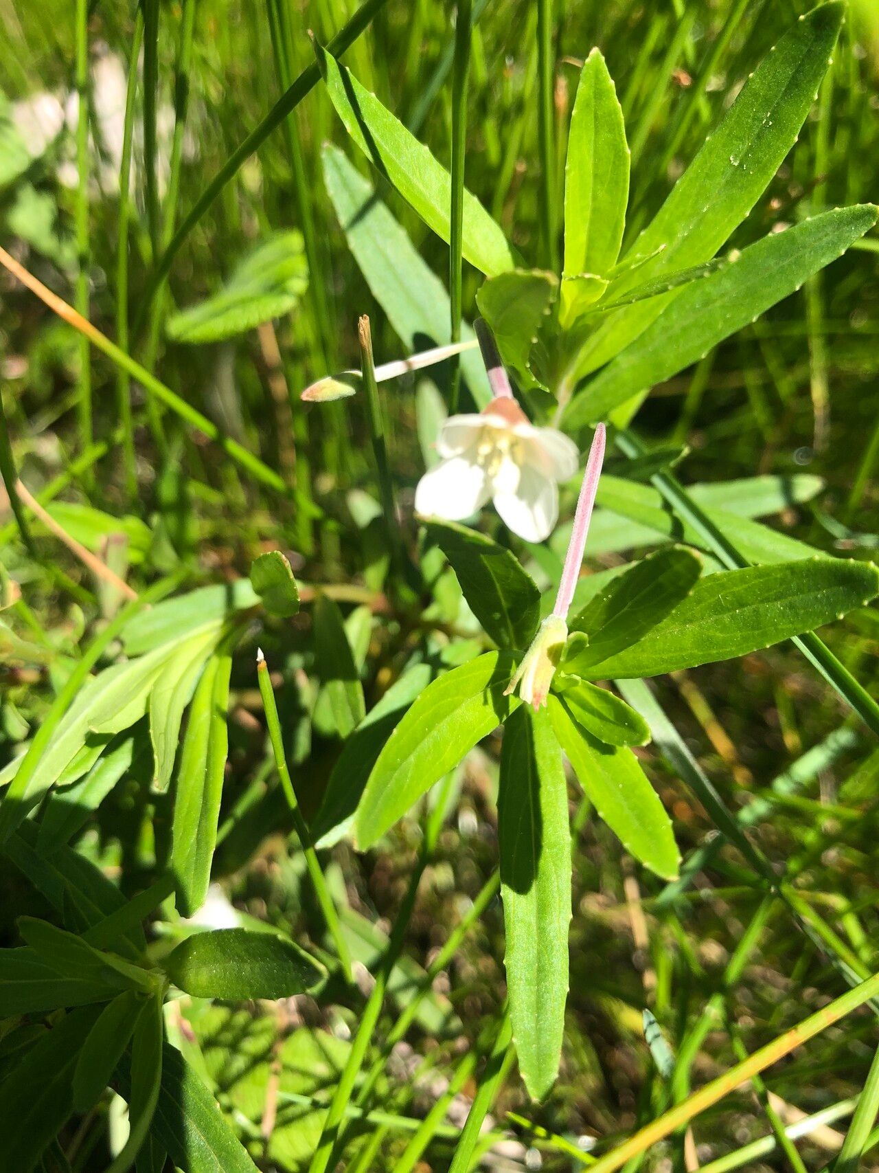 Epilobium salignum — search result for 'Epilobium'