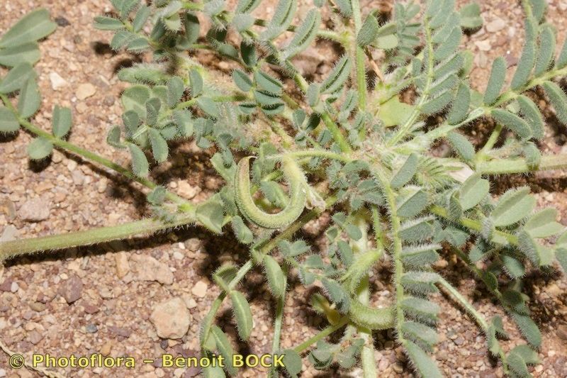 Astragalus mareoticus — houseplant care guide