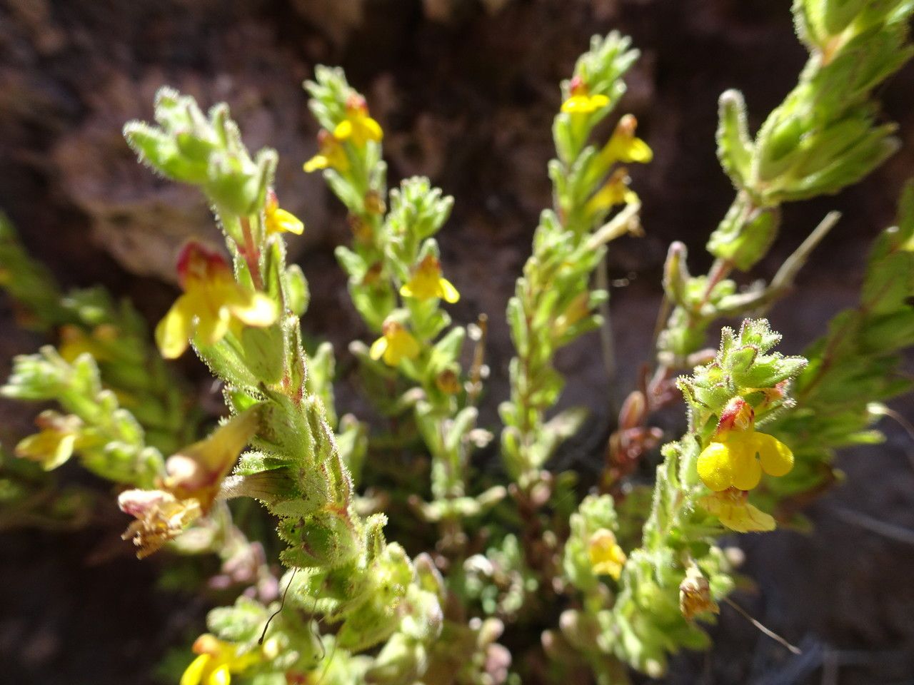 Bartsia peruviana habit