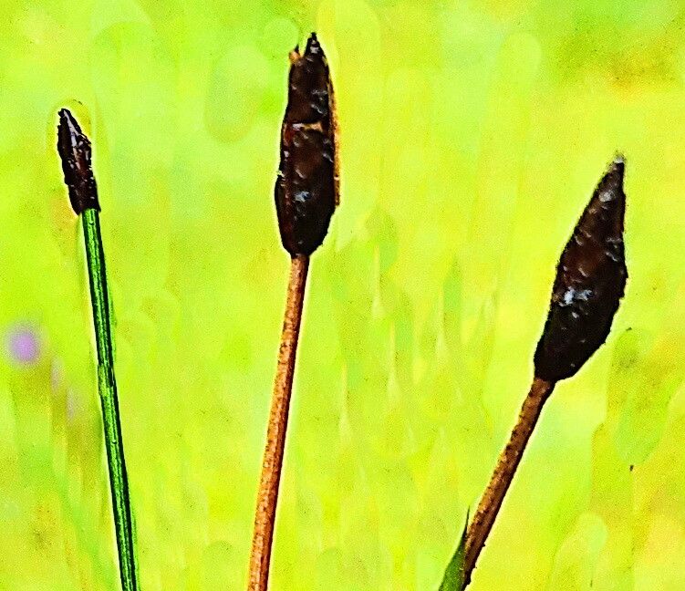 Eleocharis mamillata — search result for 'Eleocharis'