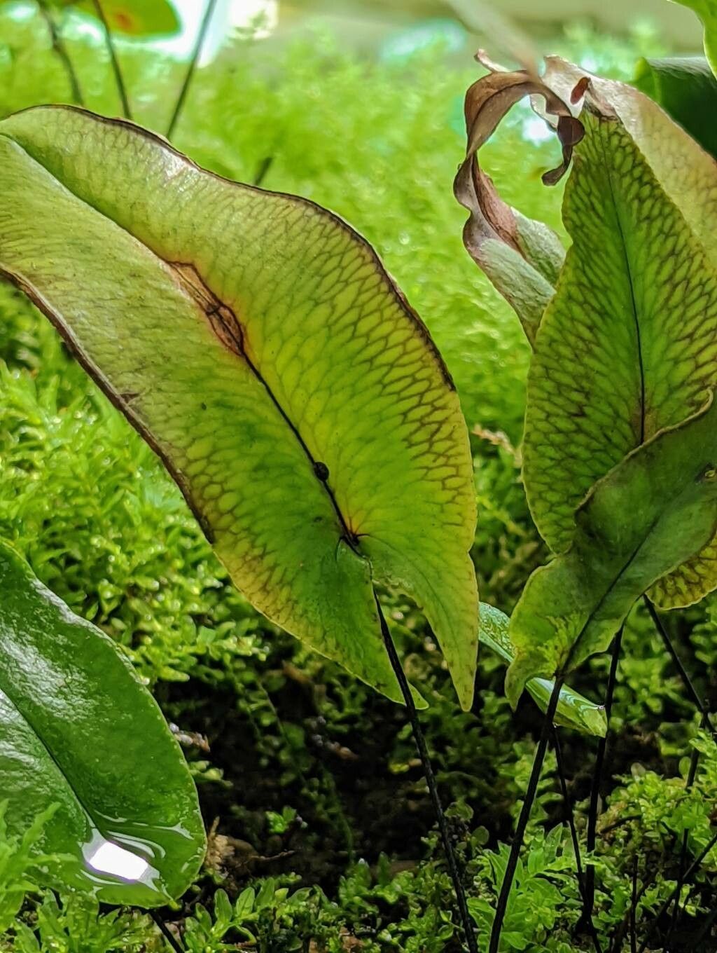 Doryopteris sagittifolia leaf