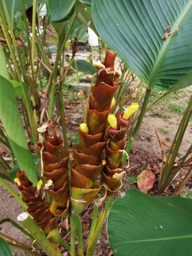 Calathea lutea flower