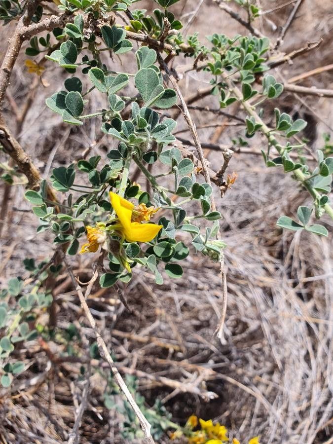 Crotalaria emarginella habit