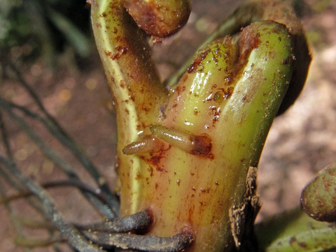 Thelypteris serrata bark