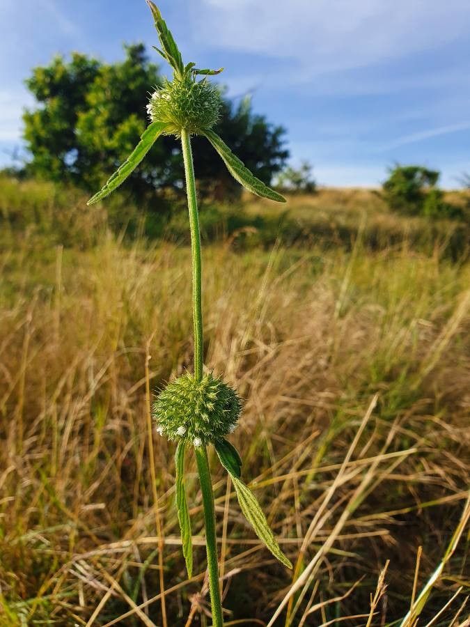 Leucas deflexa habit