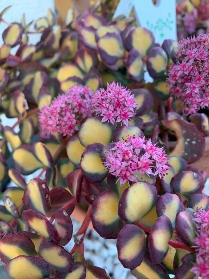 Hylotelephium sieboldii flower