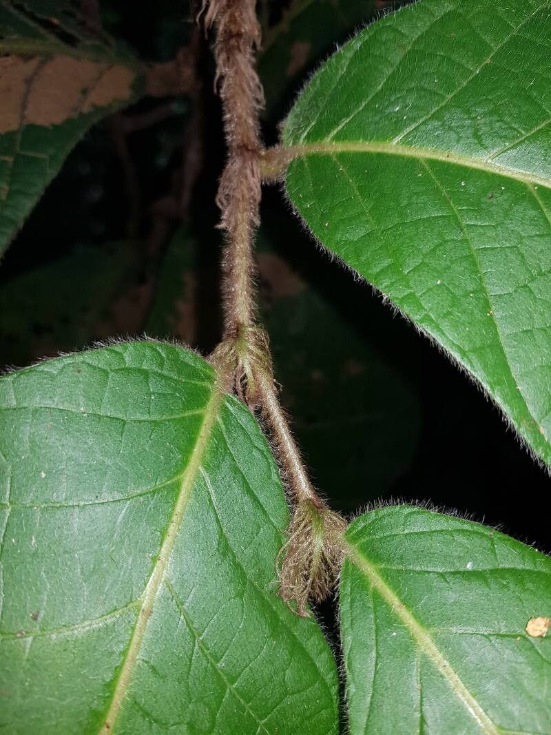 Dichapetalum hammelii — houseplant care guide