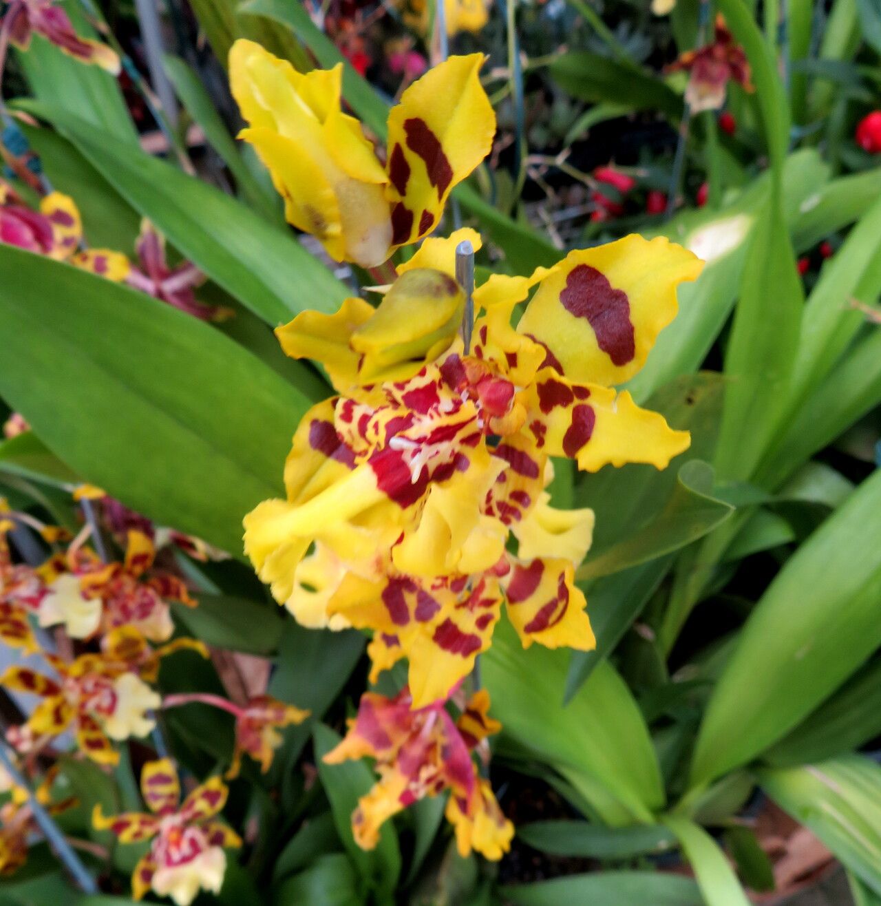 Oncidium crocidipterum habit