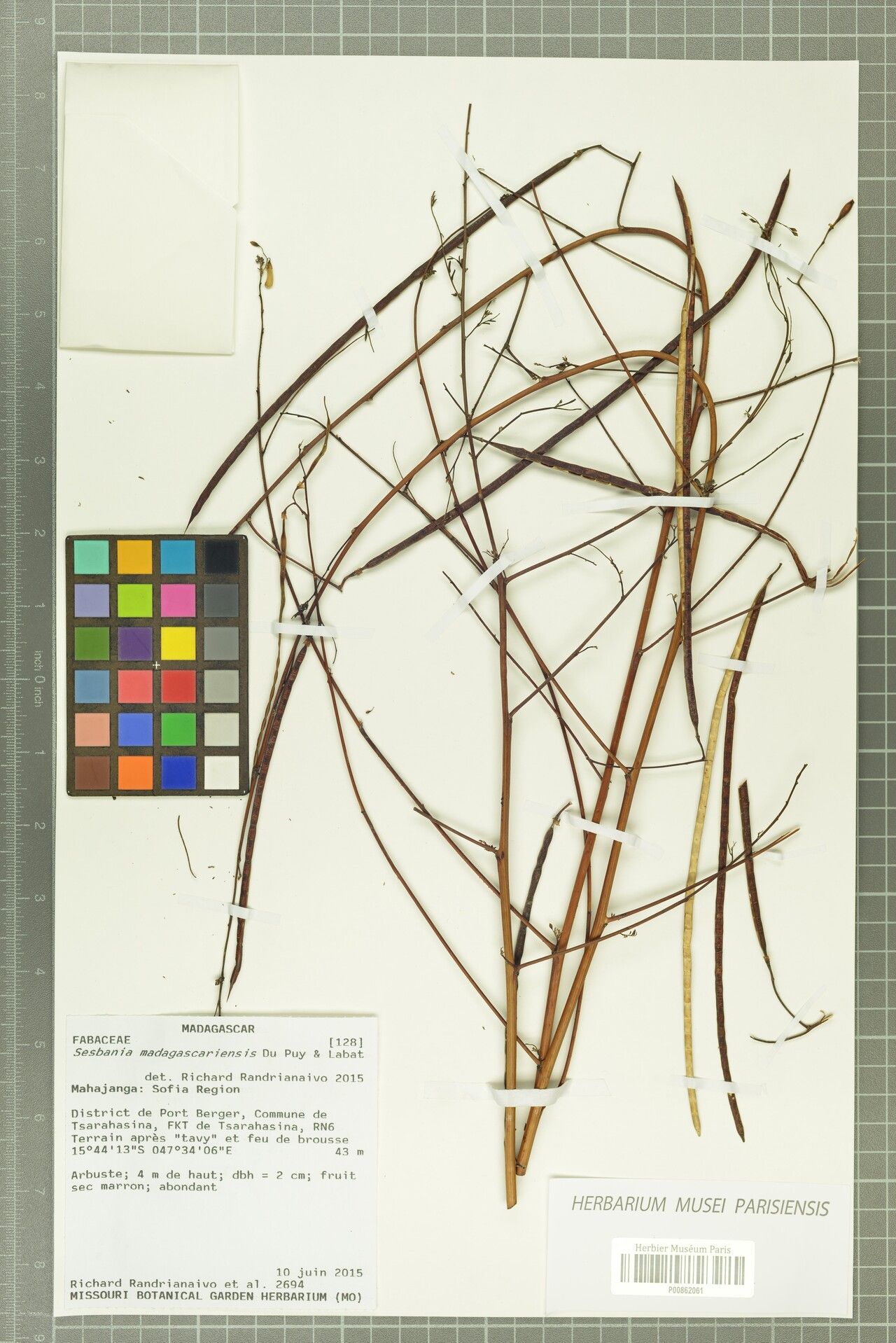 Sesbania madagascariensis — search result for 'Sesbania'
