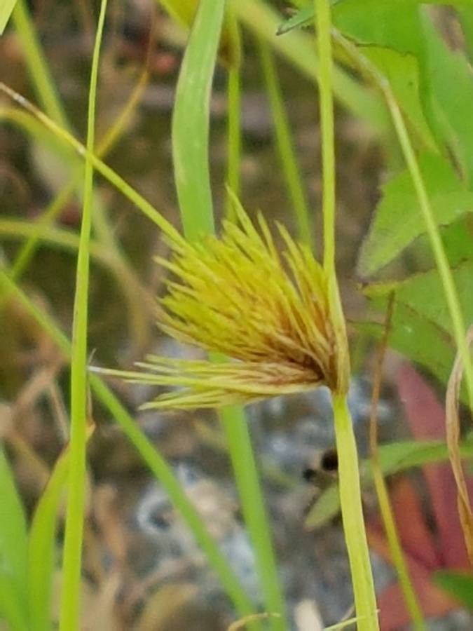 Carex bohemica flower