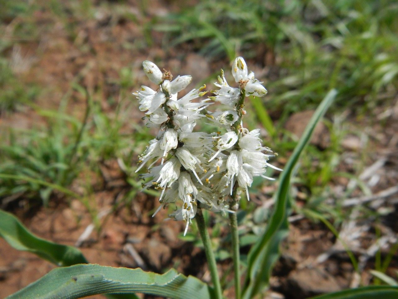 Chlorophytum africanum flower